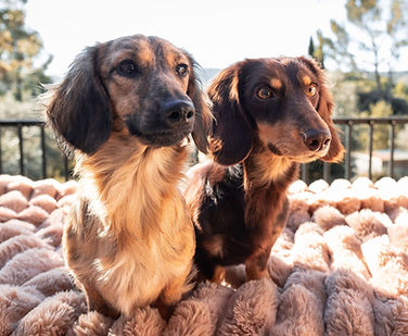 Mâles teckel nain poils longs