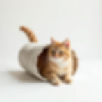 Túnel Divertido Gato