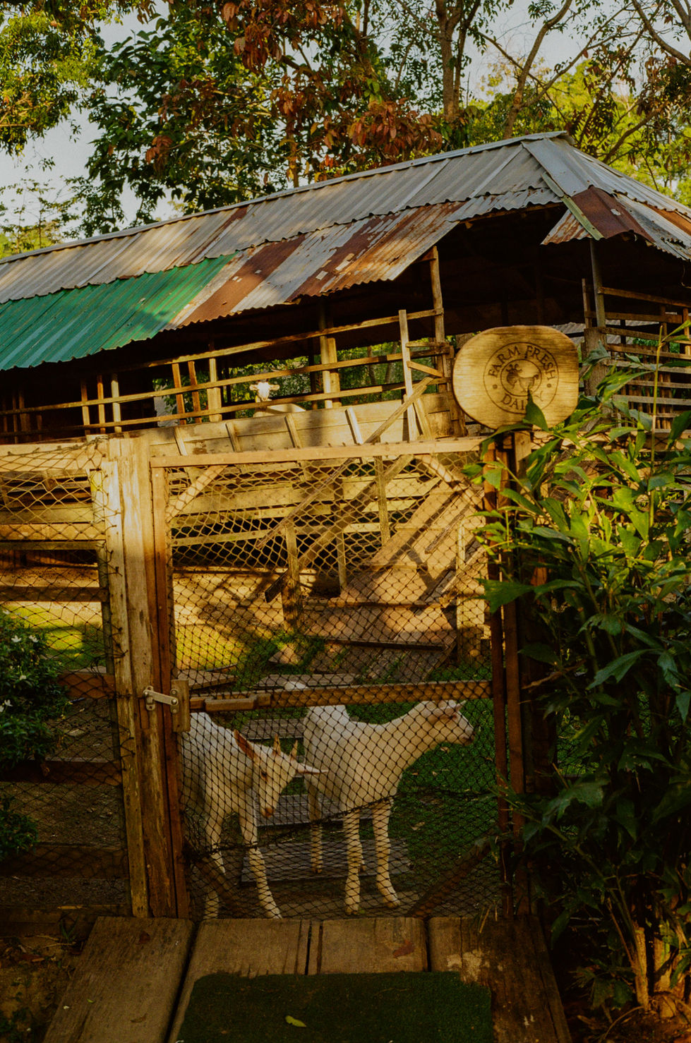 kodak_200_c_41_34118_120564_270364_002707240026 2