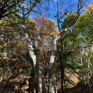 American Beech