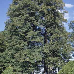 Basswood