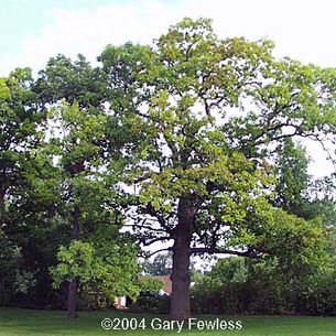 White Oak
