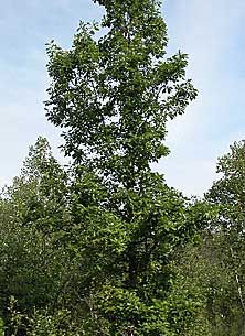 Swamp White Oak
