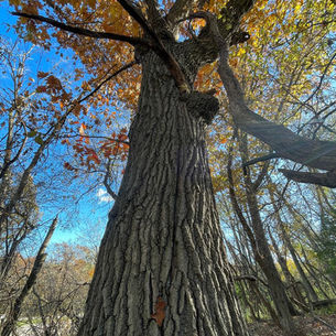 Northern Red Oak