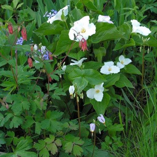 Large-flowered Trillium