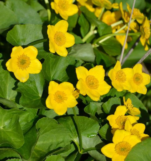 Marsh Marigold