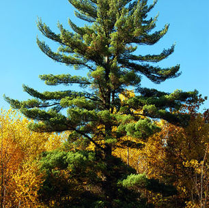 Eastern White Pine