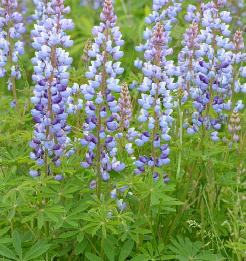 Sundial Lupine