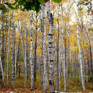 Paper Birch