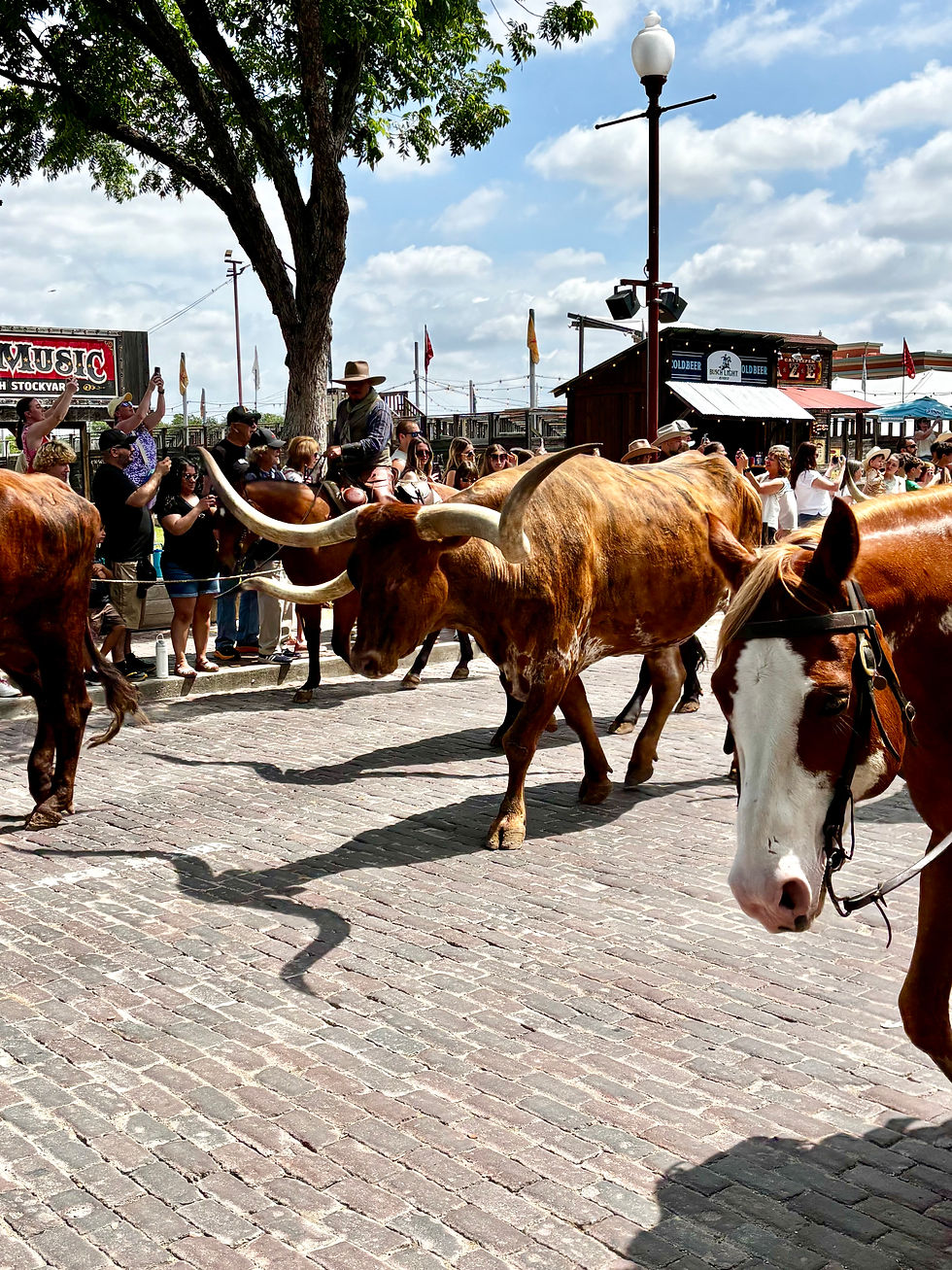 Photographed is the Long Horn Cattle Drive at the Fort Worth Stockyards