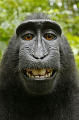 macaca-nigra-536991_1280.jpg