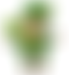 Will’s Green Leprechaun Smoothie for St. Patrick’s Day, First Grade!