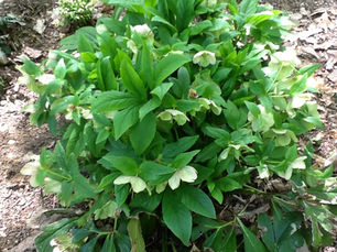 Wordless Wednesday: MindBody Medicine: Early Spring Garden