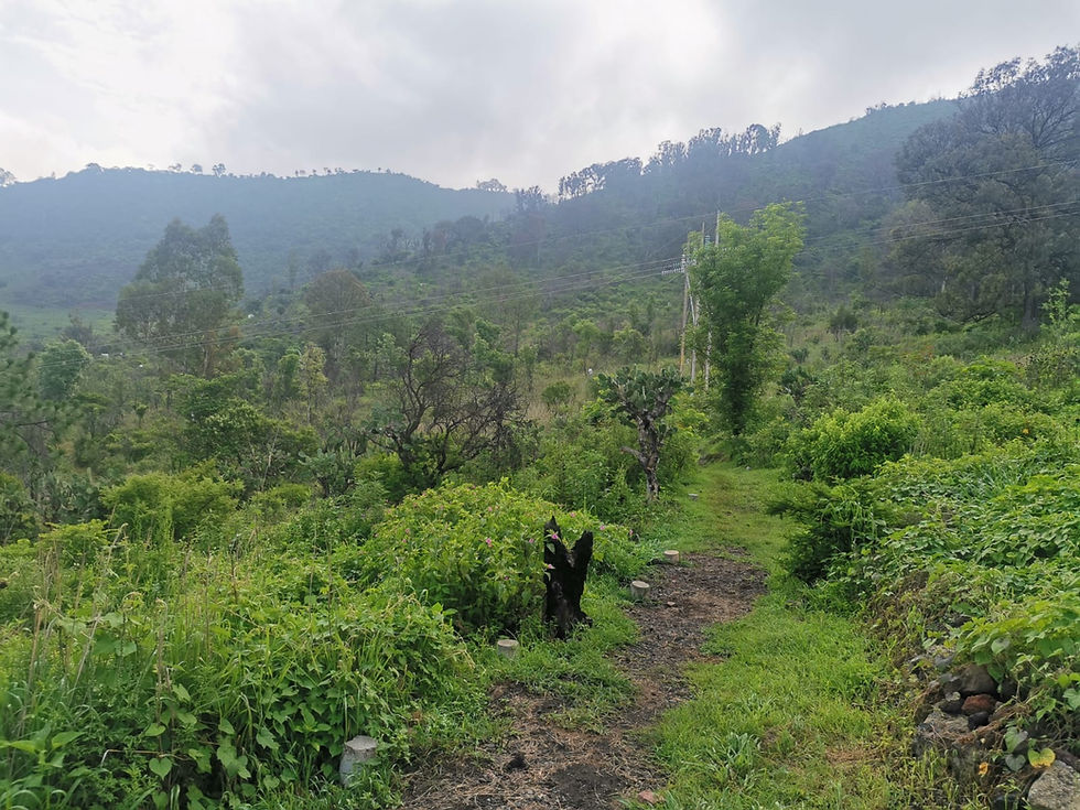 Bosques que sostienen el planeta