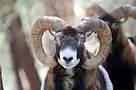 Muflón (Ovis orientalis musimon) macho con grandes cuernos curvados