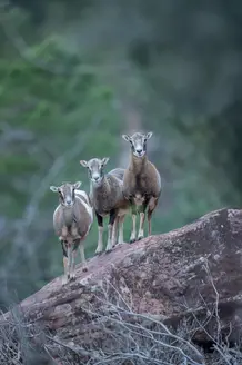 Grupo de muflones sobre una roca en el monte