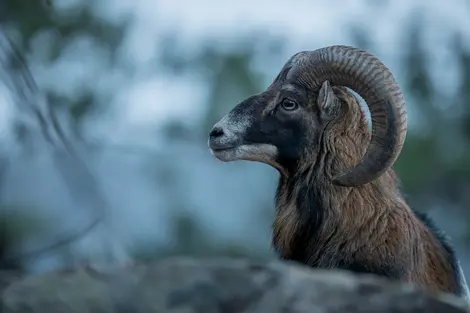 Perfil de muflón macho con cuernos curvados