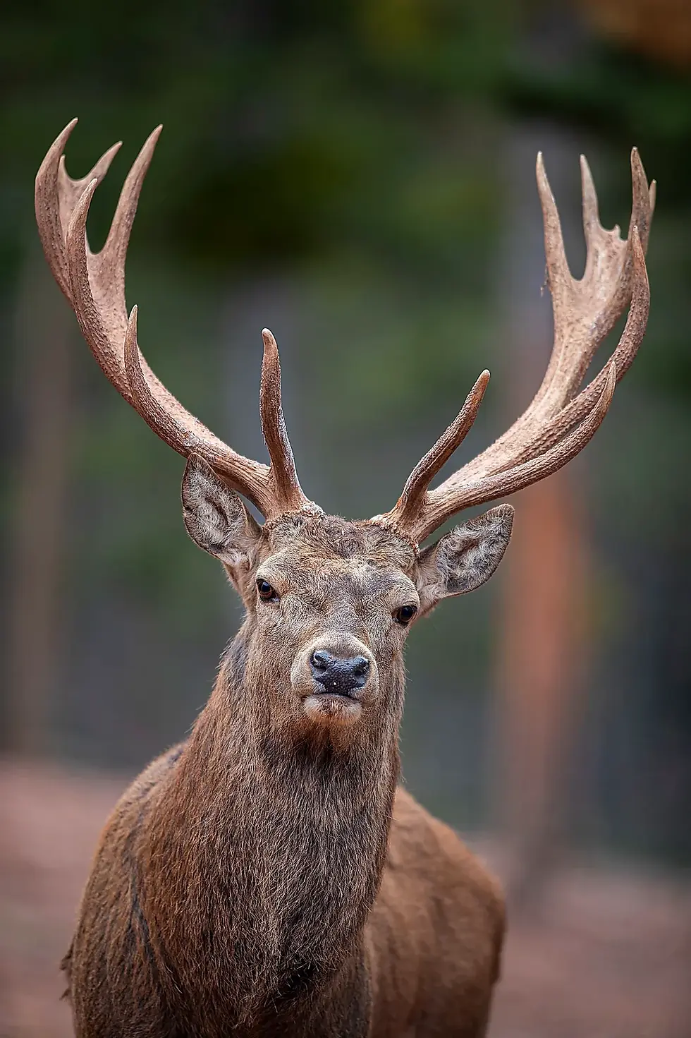 Retrato de ciervo macho en el Parque de Fauna La Maleza