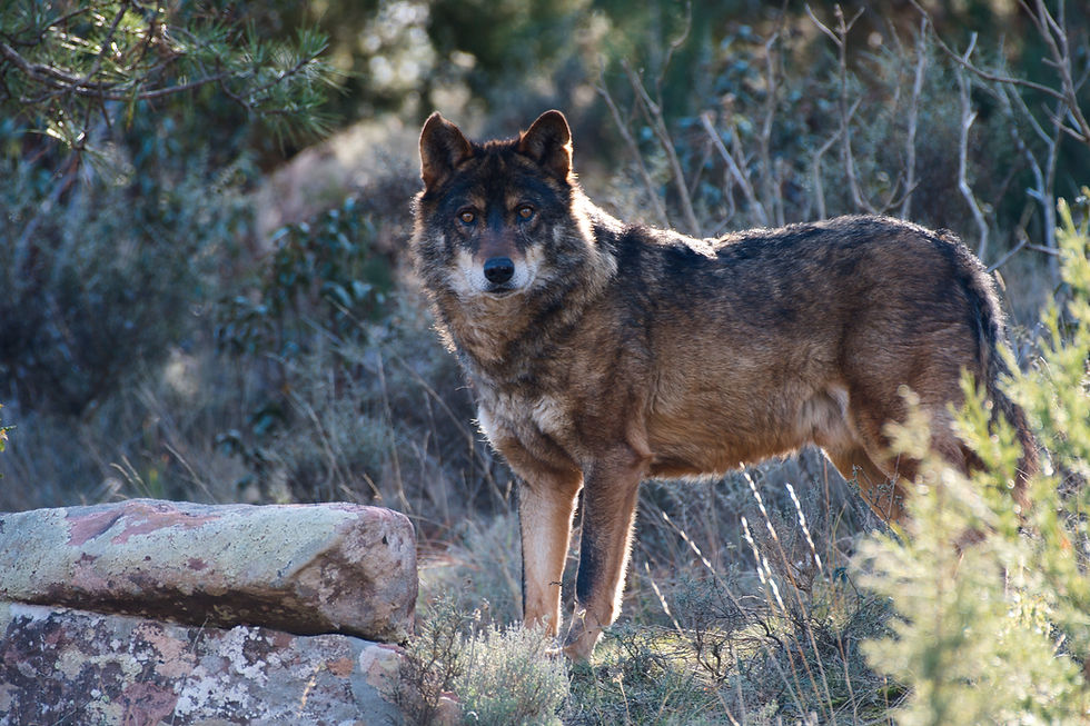 Lobo ibérico en la Sierra de Albarracín en el Parque La Maleza