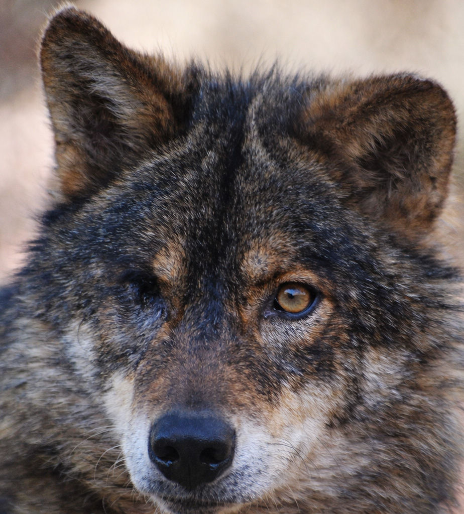 loba-iberica-elia-parque-la-maleza-apadrinar.jpg