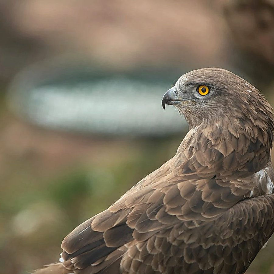Aves rapaces en el Parque Faunístico La Maleza, Sierra de Albarracín