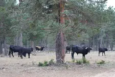 Manada de tauros en un pinar del Parque La Maleza