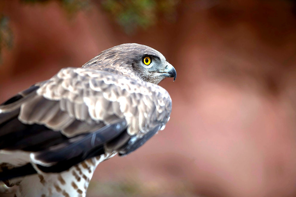 Cierzo águila culebrera recuperada que vive en el Parque de Fauna La Maleza