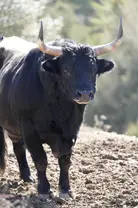 Tauro macho caminando por el monte