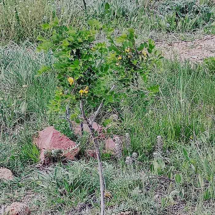 Plantación del arbusto espantalobos (Colutea arborescens) dentro del proyecto de conservación en el Parque de Fauna La Maleza
