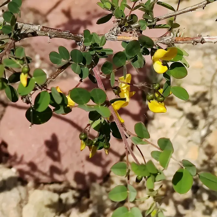 Arbusto espantalobos (Colutea arborescens), planta esencial para la mariposa espantalobos en la Sierra de Albarracín