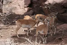 Grupo de muflones hembra sobre una roca en el monte