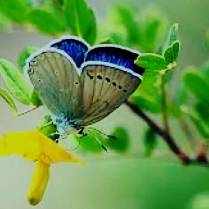 Mariposa espantalobos (Iolana debilitata), especie amenazada presente en la Sierra de Albarracín