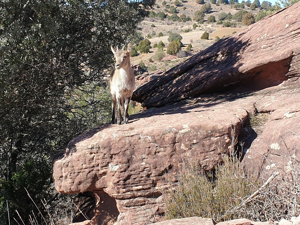 Trompi, cabra montés, sobre roca en el Parque de Fauna La Maleza