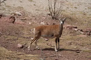 Hembra de muflón caminando por el terreno
