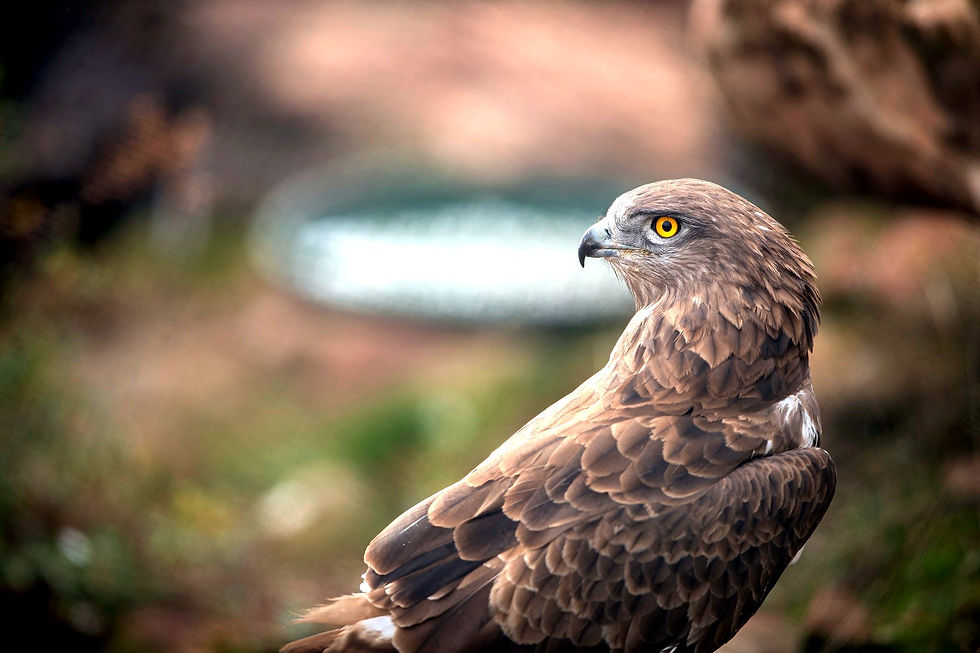 Cierzo águila culebrera que vive en el Parque de Fauna La Maleza