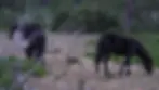 Caballos pottokas pastando en el monte dentro del proyecto de renaturalización en la Sierra de Albarracín