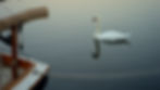 Swan & Cherrystone.jpg