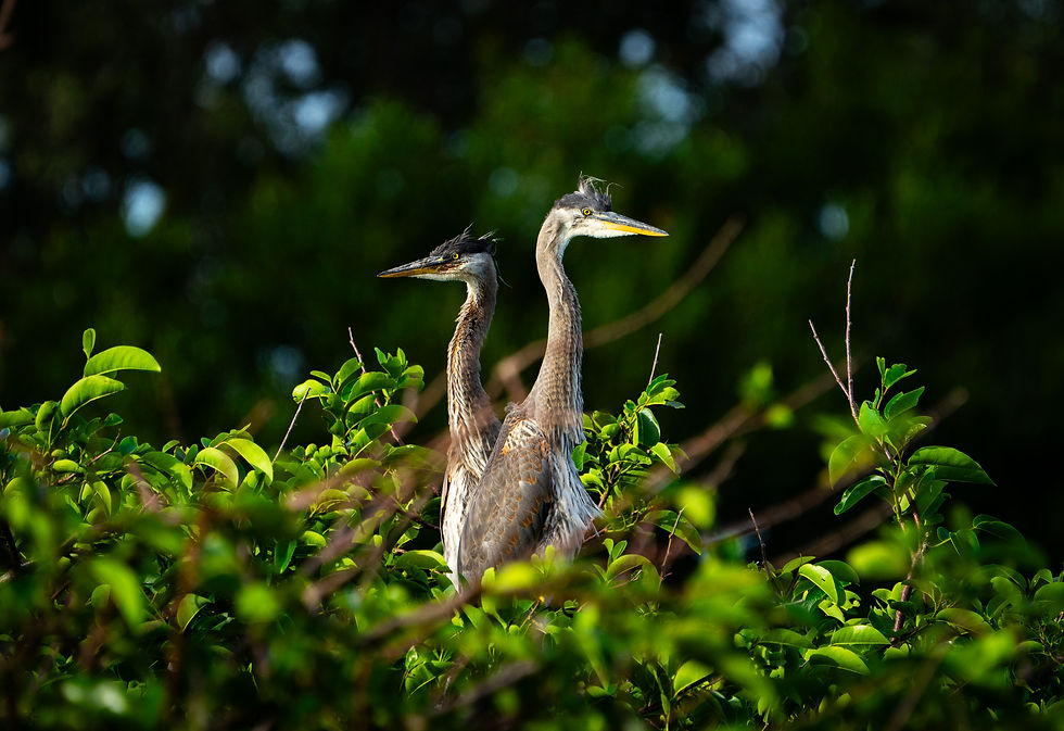 Two-headed egret?