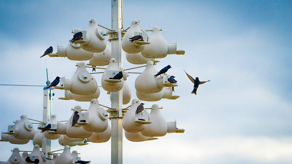 Purple martin's majesty
