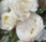 rose.pic.edit.jpg