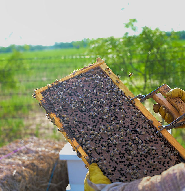 Sadie Grace Farms | Honey Bee Education | Abilene, TX, USA