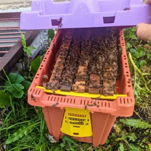 Live Bees - NUC Pre-Order 2026