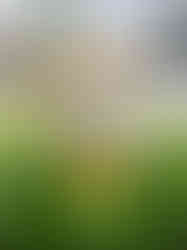 Acanthopanax Tea 苦粒心茶