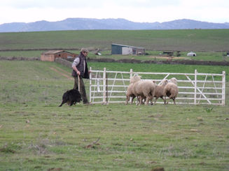Concurso de pastoreo a Nivel Nacional.