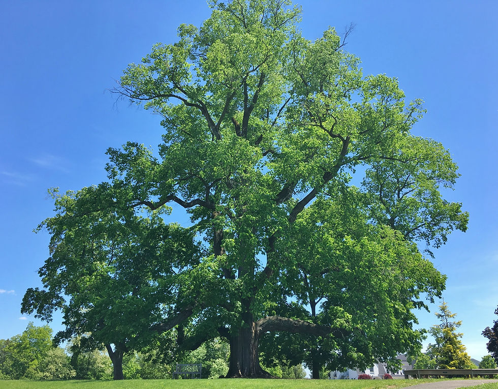 American_Elm_Tree_in_Greenwich,_CT_-_May_2019.jpg