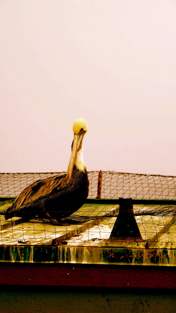 royal brown pelican 3