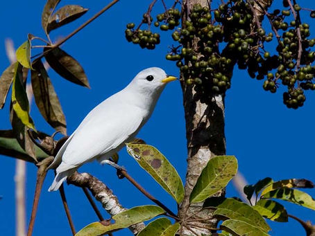 A Regional Endemic Threatened Bird -Yellow-billed Cotinga