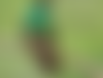 Hovering Power: Inside the World of Rufous-tailed Hummingbird