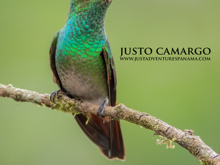 From the Field: Rufous-tailed Hummingbird (Amazilia tzacatl)