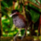 Black-crowned Antpitta